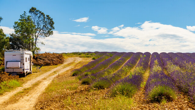 Recreational vehicle motorhome camp at lavender field, Provence in France.