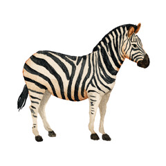 Fototapeta premium Zebra Standing Alone Black White Animal.