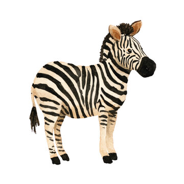 Zebra toy standing on white background.