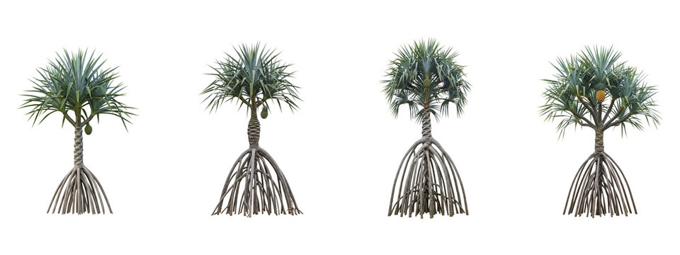 Set of four tropical pandanus trees with stilt roots isolated on black