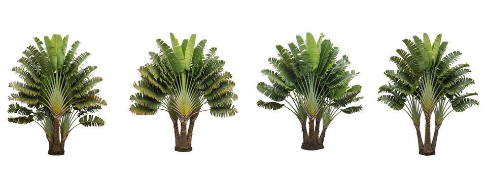 Set of four traveler palm trees isolated on black background