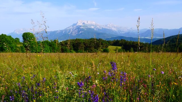 Summer Meadow And Mountains On Horizon. L'obiou In Alps, France.
