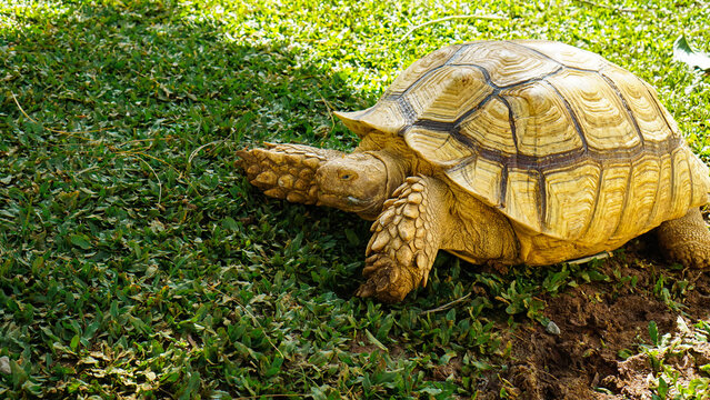 Land Tortoise Walking on Natural Ground