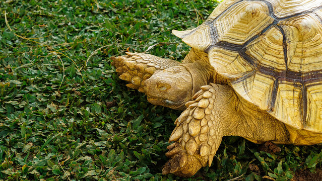 Land Tortoise Walking on Natural Ground