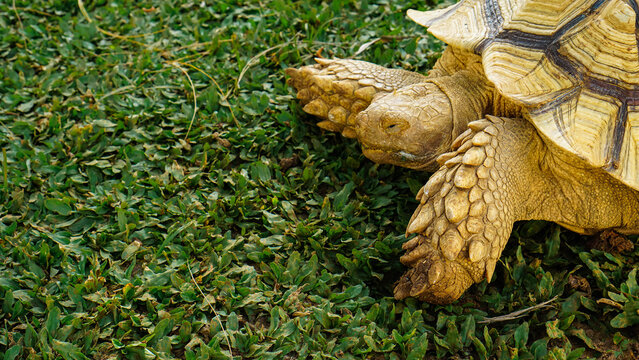 Land Tortoise Walking on Natural Ground