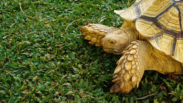 Land Tortoise Walking on Natural Ground