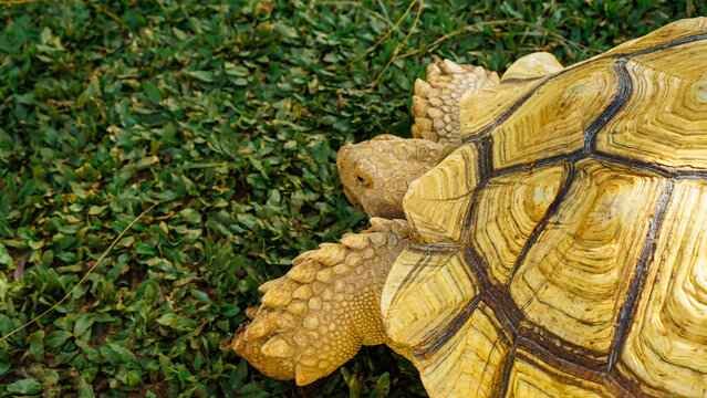 Land Tortoise Walking on Natural Ground