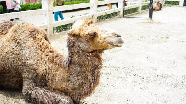 Camel Standing in Farm Environment