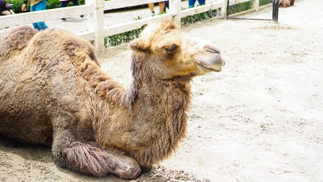 Camel Standing in Farm Environment