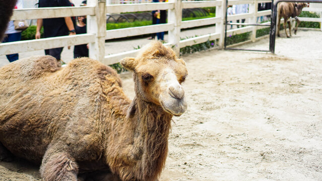 Camel Standing in Farm Environment