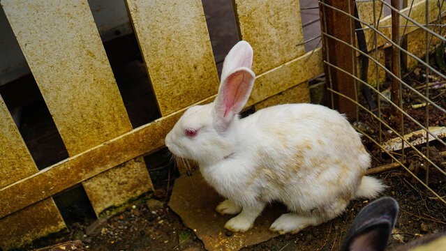 Cute Rabbit with Soft Fur and Adorable Expression