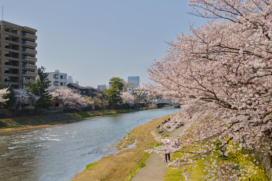 Asano River with cherry blossoms in spring on a sunny day, Kanazawa, Japan