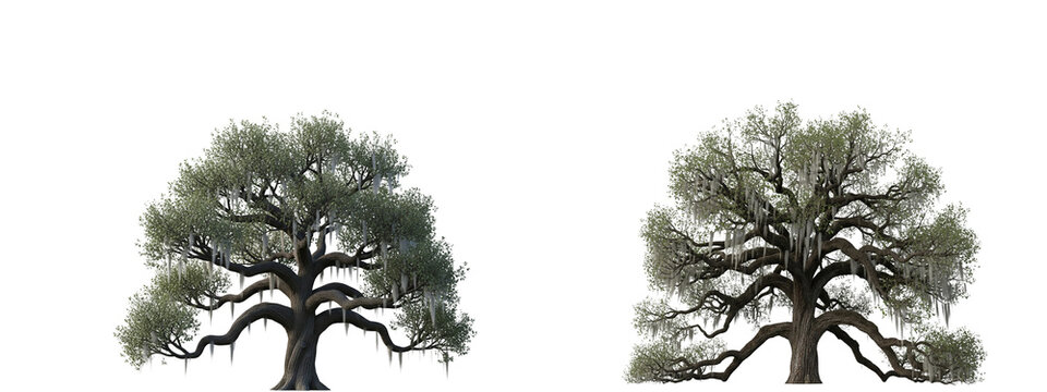 Two majestic live oak trees with spanish moss isolated on black background
