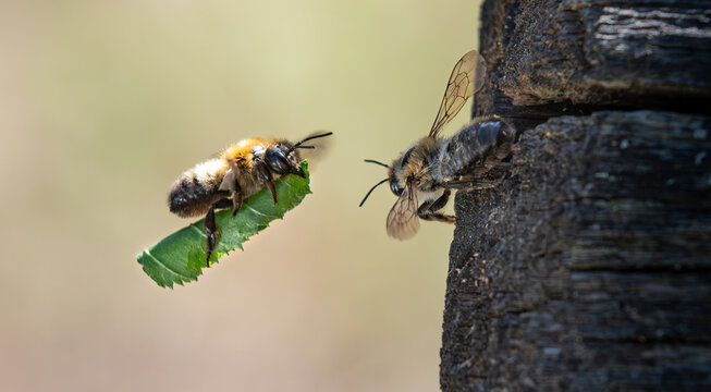 Leafcutter bee (Megachile) in flight carrying a cut leaf piece to a nesting hole in wood