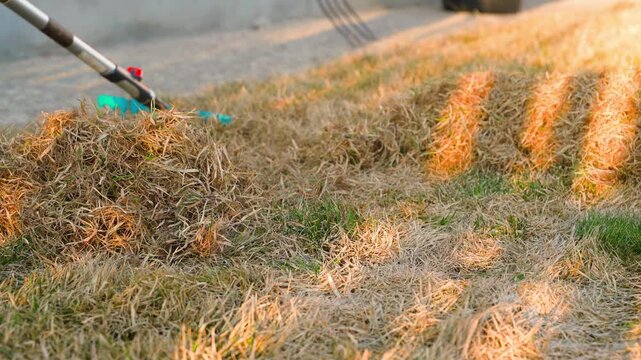 Raking lawn with garden rake gathering dry thatch close-up at sunset