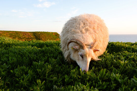Horned Ram Sheep Grazing in Green Meadow by the Sea