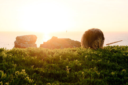 Fluffy Sheep Grazing on Coast Cliff at Golden Hour Sunset