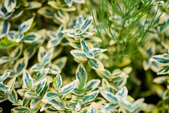 Variegated euonymus leaves growing in natural garden setting