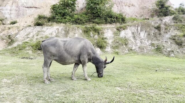 Traditional Indonesian water buffalo foraging on green meadow surrounded by rocky terrain and natural hillside in West Sumatra, Indonesia
