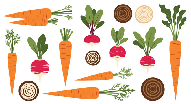 Healthy collection of root vegetables featuring carrots, radishes, and beetroots with green tops and slices, organic farm produce icons.