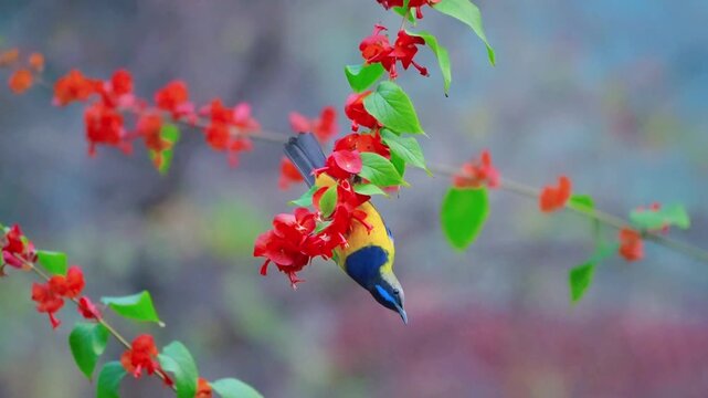 Orange-bellied Leafbird Hanging Upside Down Feeding on Nectar