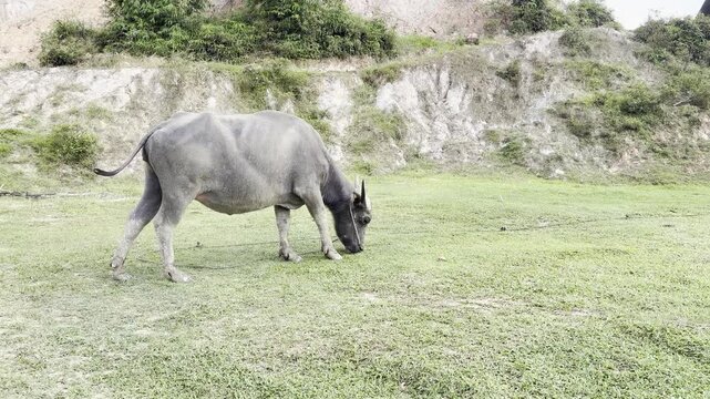 Single water buffalo grazing on open grassland with steep rocky cliff and tropical hillside backdrop in Sumatra, Indonesia