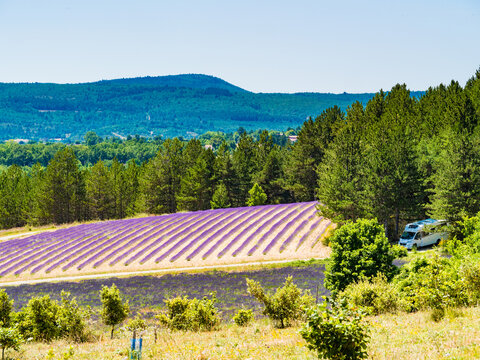Provence landscape with lavender fields, France