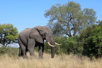 Fototapeta premium Afrikanischer Elefant / African elephant / Loxodonta africana