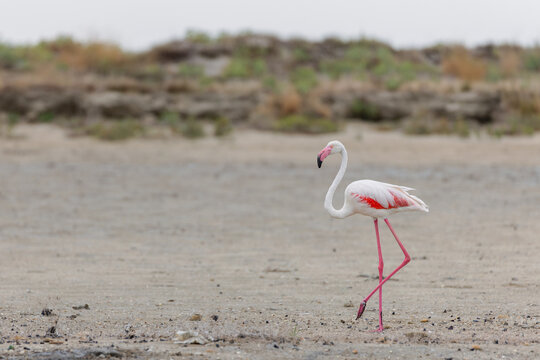 Greater flamingo (Phoenicopterus roseus) on the beach in the Camargue, France.