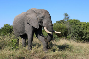 Fototapeta premium Afrikanischer Elefant / African elephant / Loxodonta africana