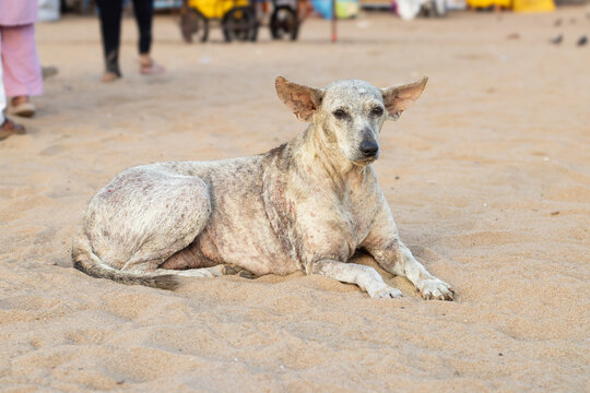 Indian pariah or Indie stray dog of golden color. This local breed of dogs are very loyal and suited to environment of Indian sub-continent.