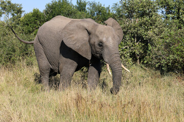 Fototapeta premium Afrikanischer Elefant / African elephant / Loxodonta africana