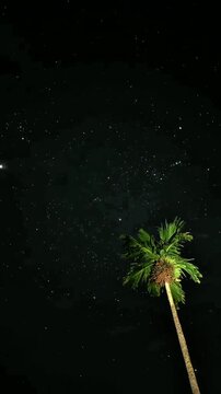 A lone palm tree reaches towards a starlit sky, its fronds illuminated against the vast, dark expanse of the night, creating a serene tropical scene.
