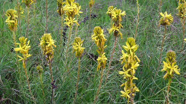 a cluster of yellow asphodel (asphodeline lutea) flowers blooming in a wild green meadow, swaying gently in the breeze under natural daylight