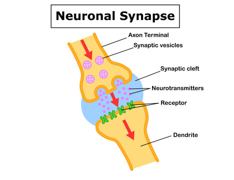Synaptic Transmission.Neuronal synapse diagram showing axon terminal, synaptic vesicles, neurotransmitter release across synaptic cleft, and receptor binding on dendrite. 