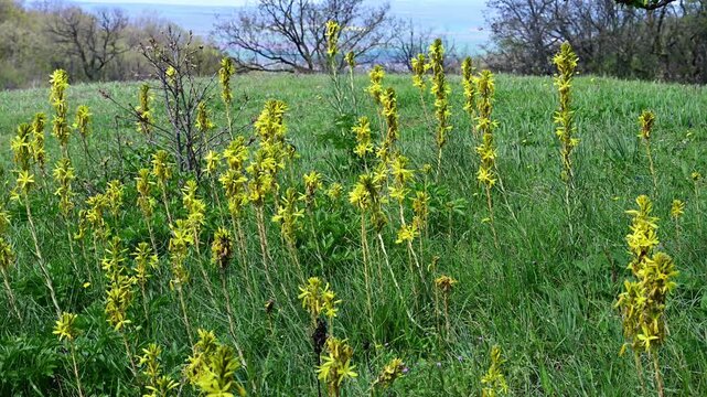 a wide pan across a hillside meadow filled with blooming yellow asphodel (asphodeline lutea)