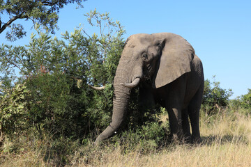 Fototapeta premium Afrikanischer Elefant / African elephant / Loxodonta africana