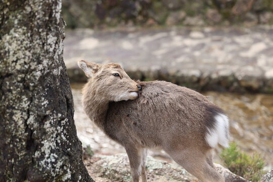wolf in the woods