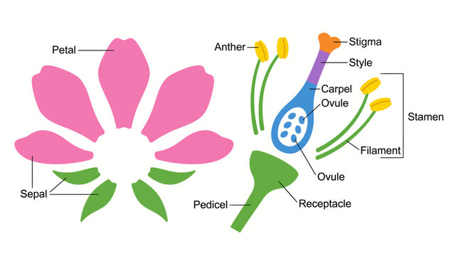 Illustrated diagram of a flowering plant showing petals, sepals, stamens, and pistil with labeled floral anatomy and reproductive organs