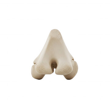 Isolated view of a human femur bone distal epiphysis, showing the condyles and patellar surface against a solid black background