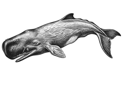 Humpbacked whale illustration swimming underwater side view. Hand drawn vintage engraved, vector illustration.