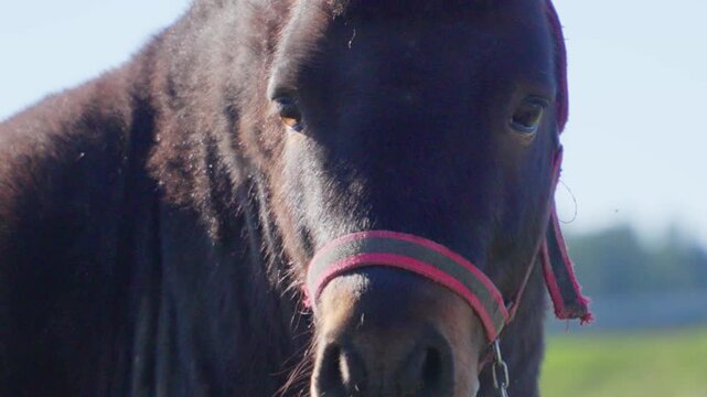 A pony grazes in a meadow and poses for the camera.