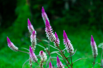 Fototapeta premium Vibrant purple Celosia argentea var. spicata flowers blooming in a lush garden, featuring tall spiked inflorescences against a soft green natural bokeh background