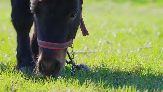 A pony grazes in a meadow and poses for the camera.