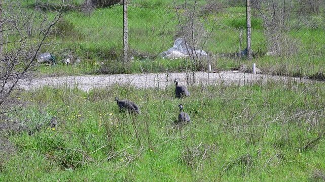 three helmeted guinea fowl (numida meleagris) foraging for food in a tall green grassy field near a fence under bright natural daylight