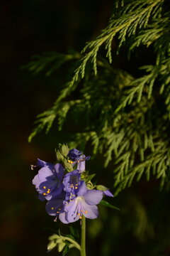 A close-up of the blue-violet flowers of Polemonium caeruleum. It is used medicinally as a sedative.