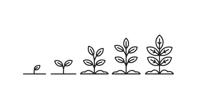 Plant growth stages in line art isolated on transparent background, cycle, evolution, development.