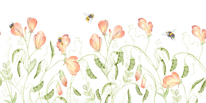 Watercolor hand drawn horizontal seamless pattern with delicate pink sweet pea flower with tendrils, leaves, bumblebees. Elegant floral elements isolated on white background. Beautiful wildflower