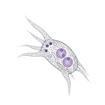 Microscopic view of a single-celled organism with pointed pseudopodia and two prominent purple nuclei isolated on a black background