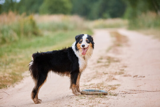 Happy Aussie dog standing on a dirt path with a puller toy. Australian Shepherd smiling, tongue out, forest background, active pet lifestyle, tricolor coat, natural behavior, horizontal shot